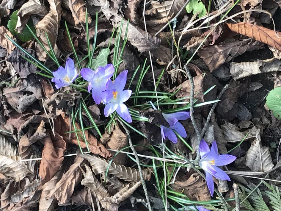 Frühlingserwachen Nadine Rogger Gartenprojekte