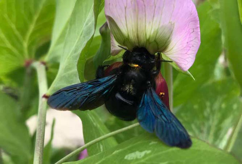 Wildbienen Kleintiere Nadine Rogger Gartenprojekte