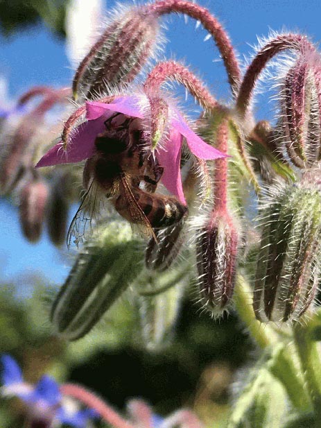 Wildbienen Kleintiere Nadine Rogger Gartenprojekte