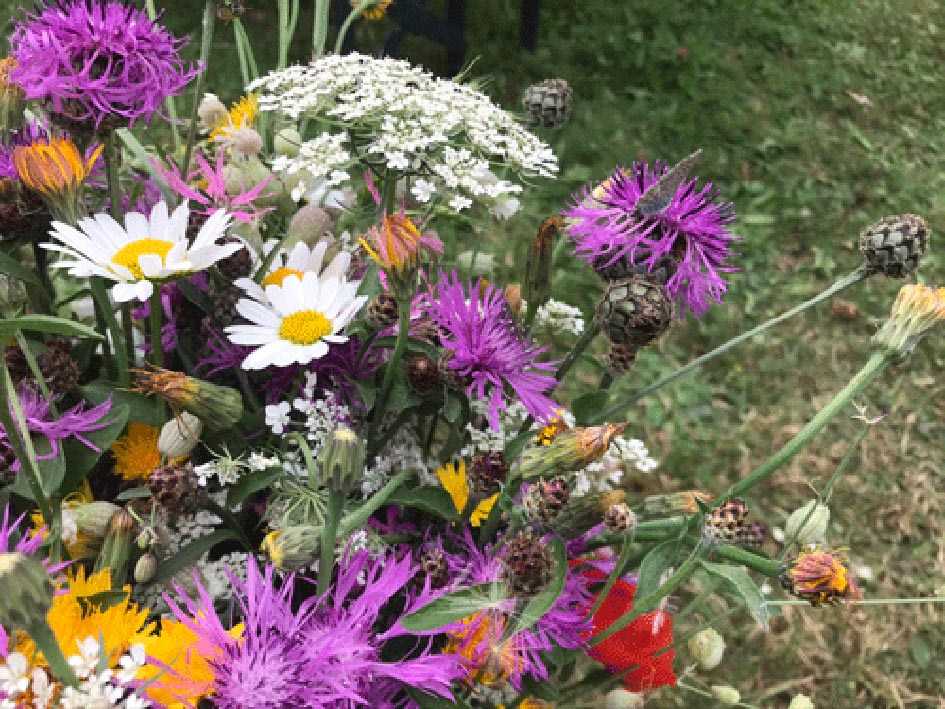 Blumenwiese Nadine Rogger Gartenprojekte