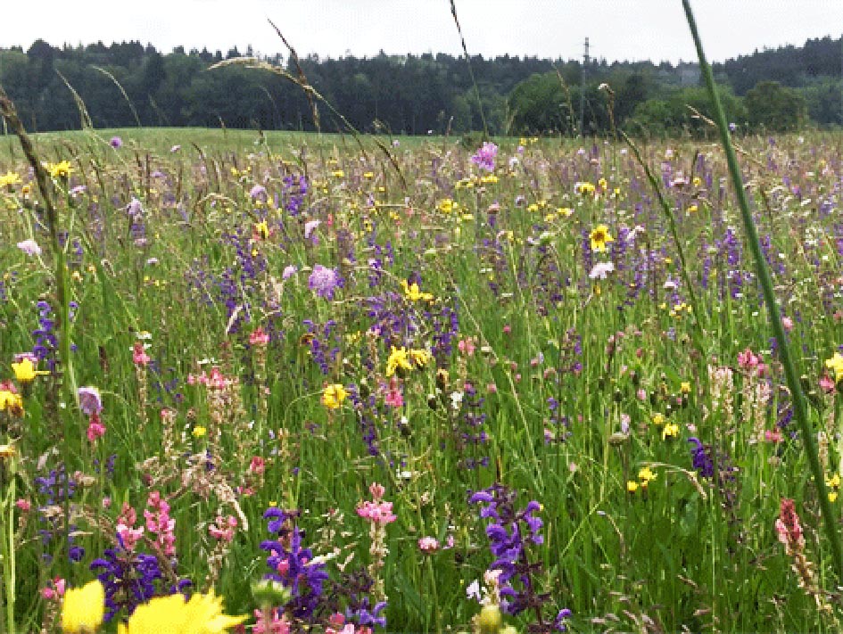 Blumenwiese Nadine Rogger Gartenprojekte