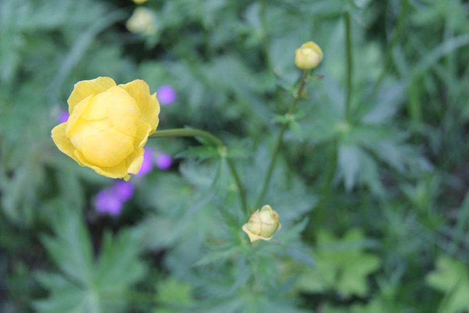 Blumenwiese Nadine Rogger Gartenprojekte