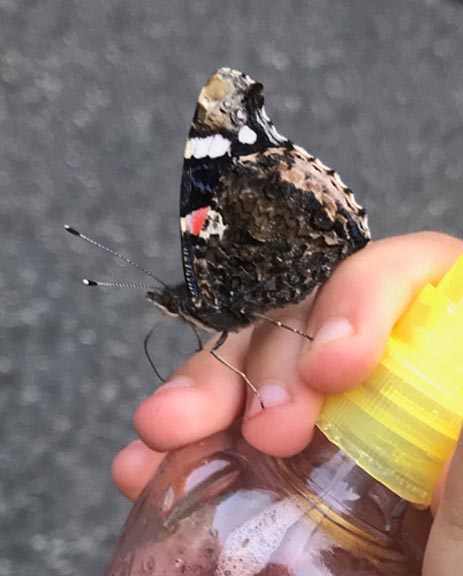 Schmetterling Nadine Rogger Gartenprojekte