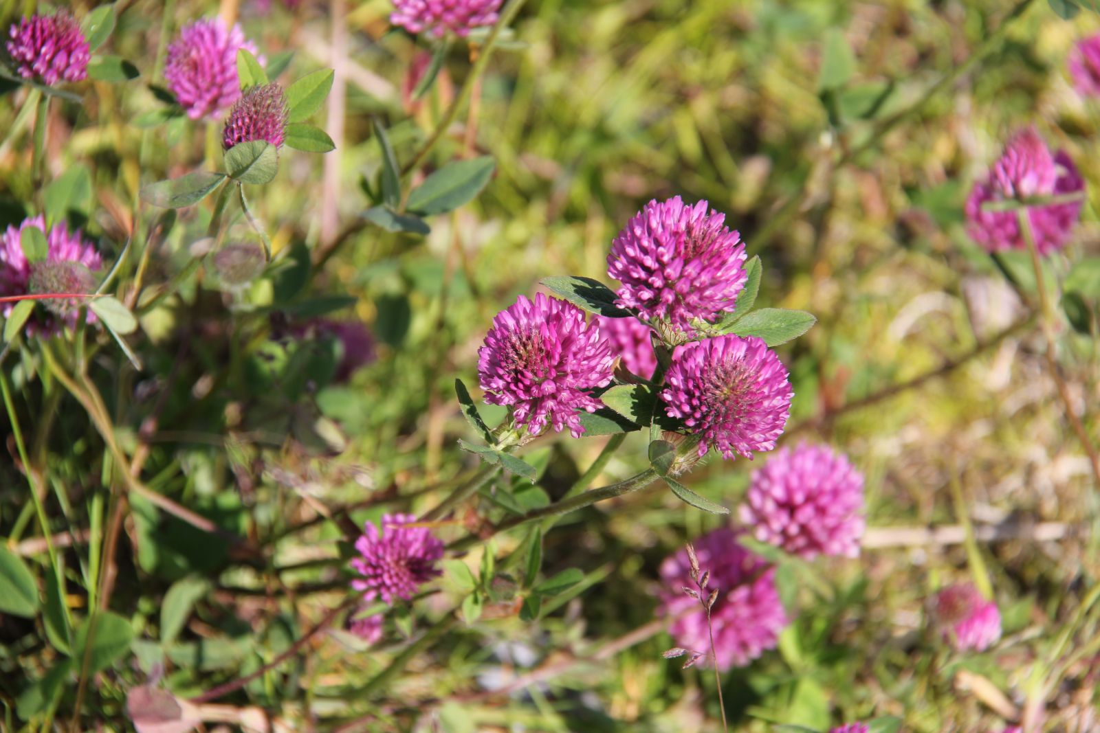 Blumenrasen Nadine Rogger Gartenprojekte