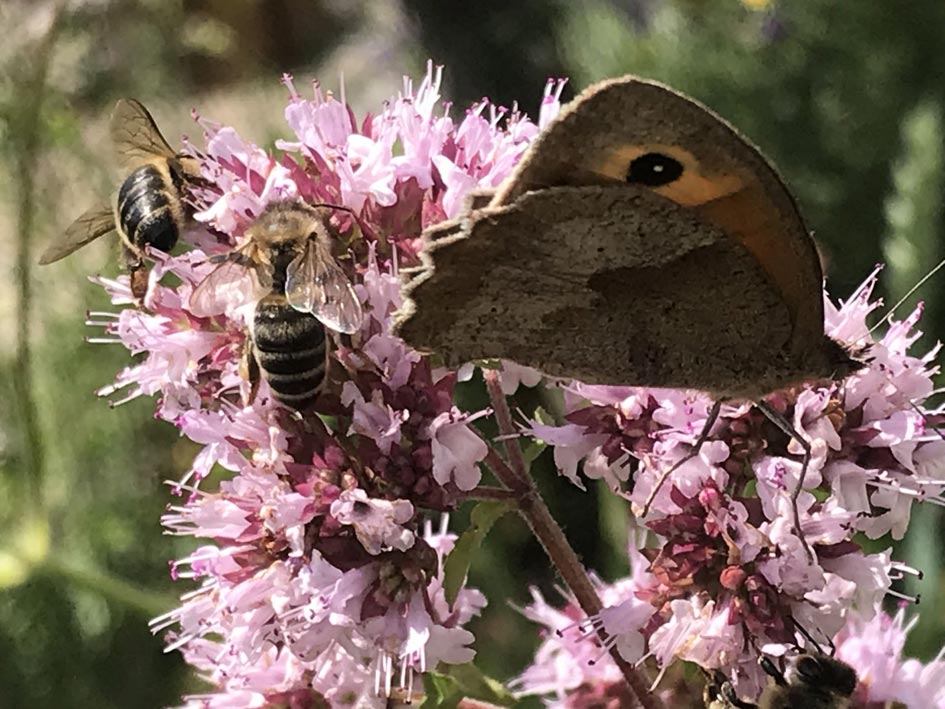 Wildbienen Kleintiere Nadine Rogger Gartenprojekte