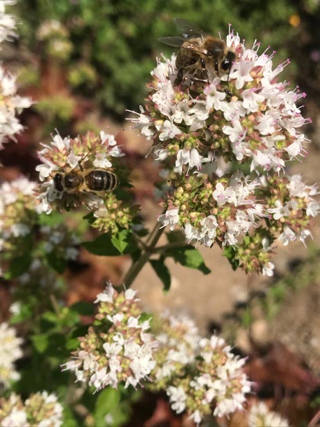 Wildbienen Kleintiere Nadine Rogger Gartenprojekte