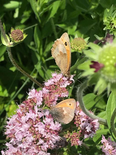 Schmetterling Nadine Rogger Gartenprojekte