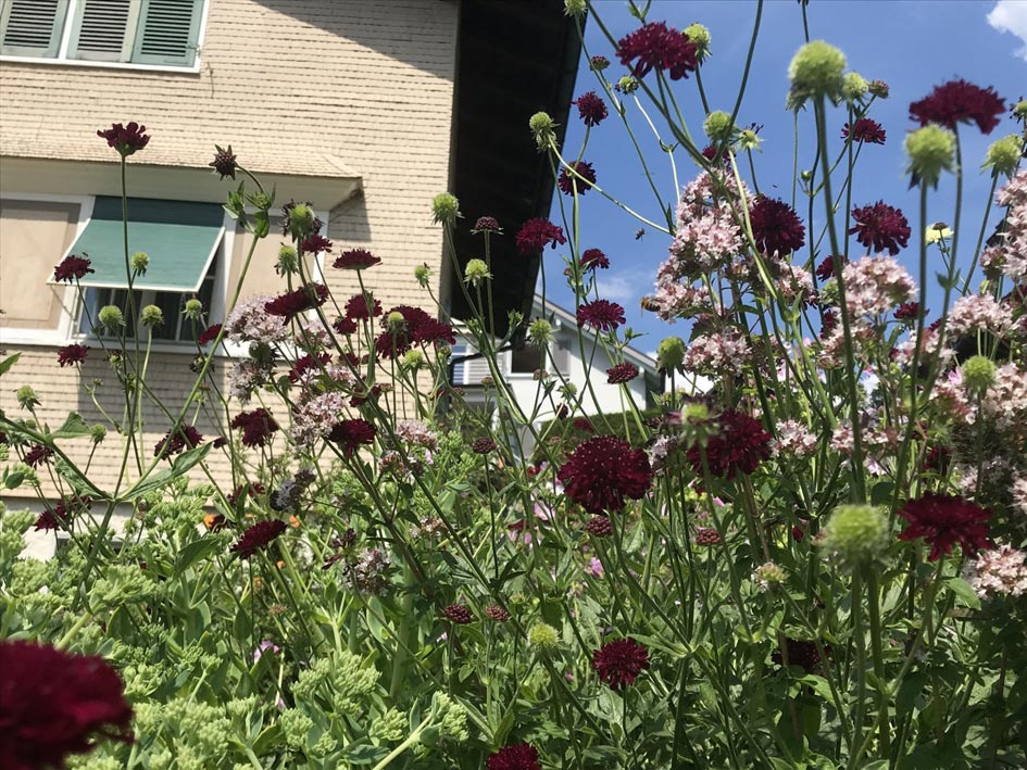 Wildstaudenbeet Nadine Rogger Gartenprojekte