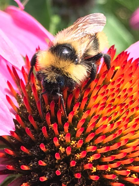 Wildbienen Kleintiere Nadine Rogger Gartenprojekte