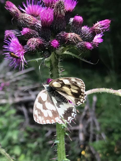 Schmetterling Nadine Rogger Gartenprojekte