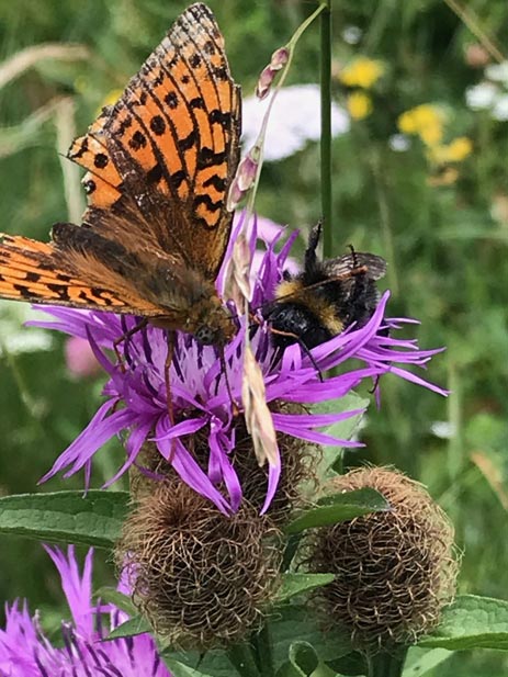 Schmetterling Nadine Rogger Gartenprojekte