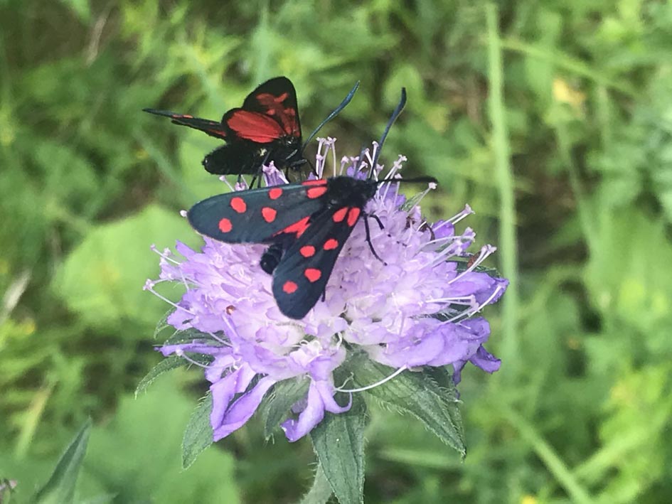 Schmetterling Nadine Rogger Gartenprojekte