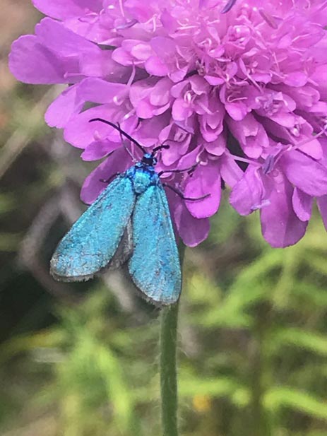 Schmetterling Nadine Rogger Gartenprojekte