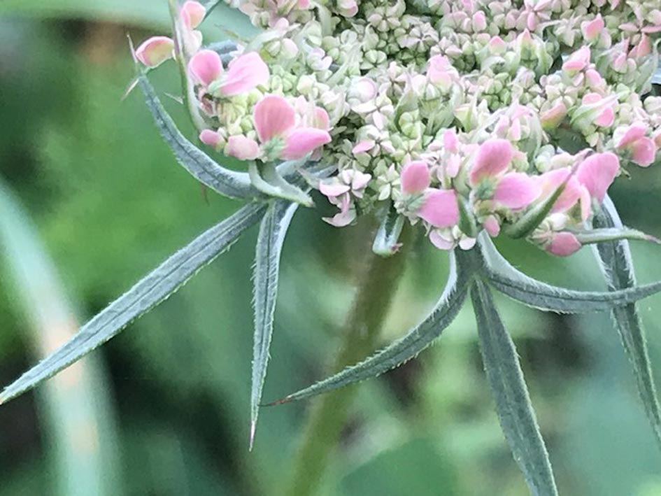 Blumenwiese Nadine Rogger Gartenprojekte