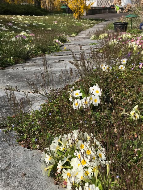 Blumenrasen Nadine Rogger Gartenprojekte