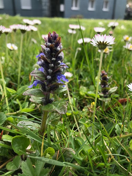 Blumenrasen Nadine Rogger Gartenprojekte