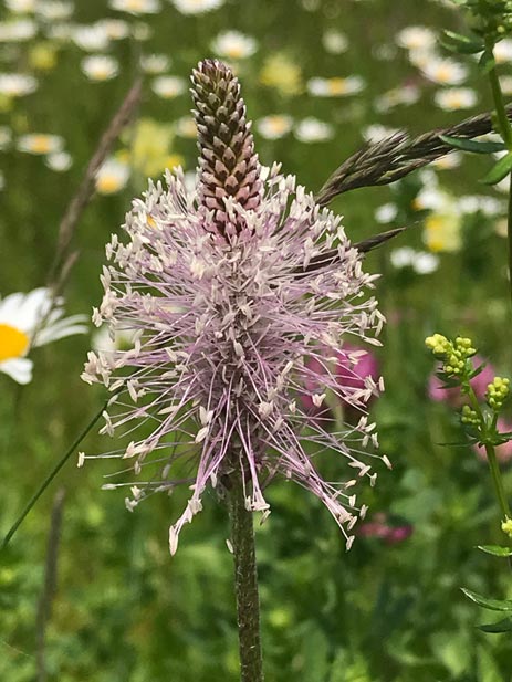 Blumenrasen Nadine Rogger Gartenprojekte