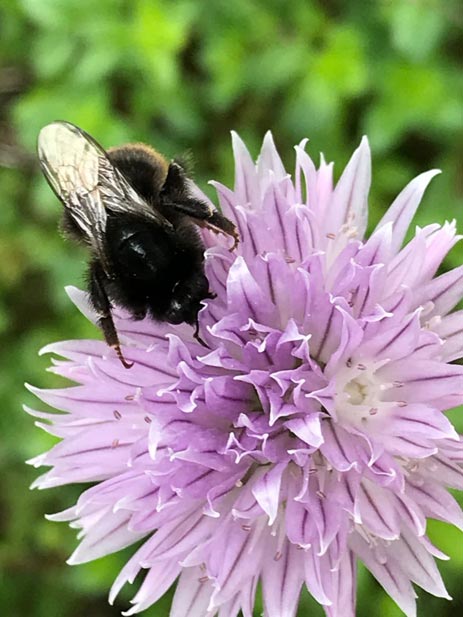 Wildbienen Kleintiere Nadine Rogger Gartenprojekte