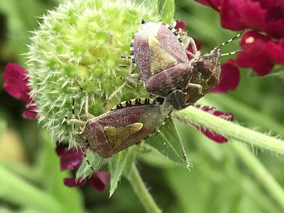 Wildstaudenbeet Nadine Rogger Gartenprojekte