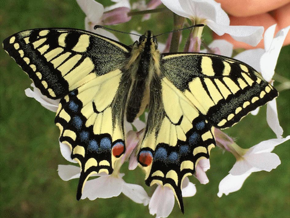 Schmetterling Nadine Rogger Gartenprojekte