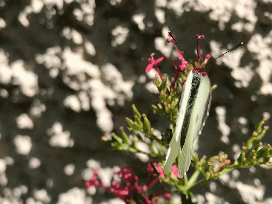 Schmetterling Nadine Rogger Gartenprojekte