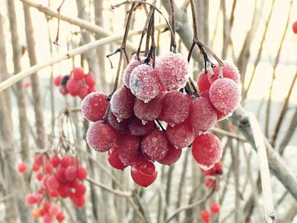 Winteraspekt Nadine Rogger Gartenprojekte