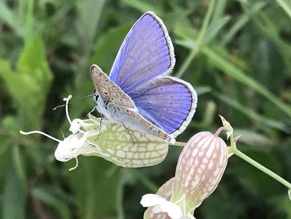 Schmetterling Nadine Rogger Gartenprojekte