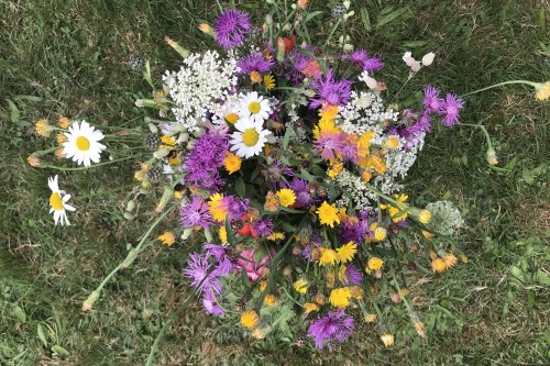 Nadine Rogger - partizipative Gartenprojekte - Blumenwiese - Schon nach wenigen Monaten ein erster Blumenstrauss