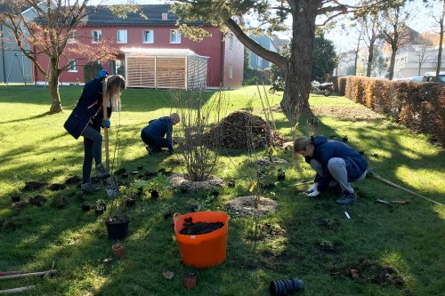 Nadine Rogger - partizipative Gartenprojekte - Igelbau - Gehölzunterpflanzung