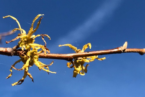 Nadine Rogger - partizipative Gartenprojekte - Momentaufnahmen - Hamamelis