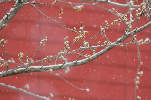 Nadine Rogger - partizipative Gartenprojekte - Momentaufnahmen - Hamamelis 