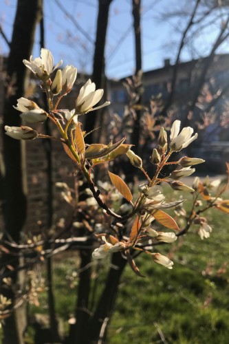 Nadine Rogger - partizipative Gartenprojekte - Momentaufnahmen - Amelanchier 