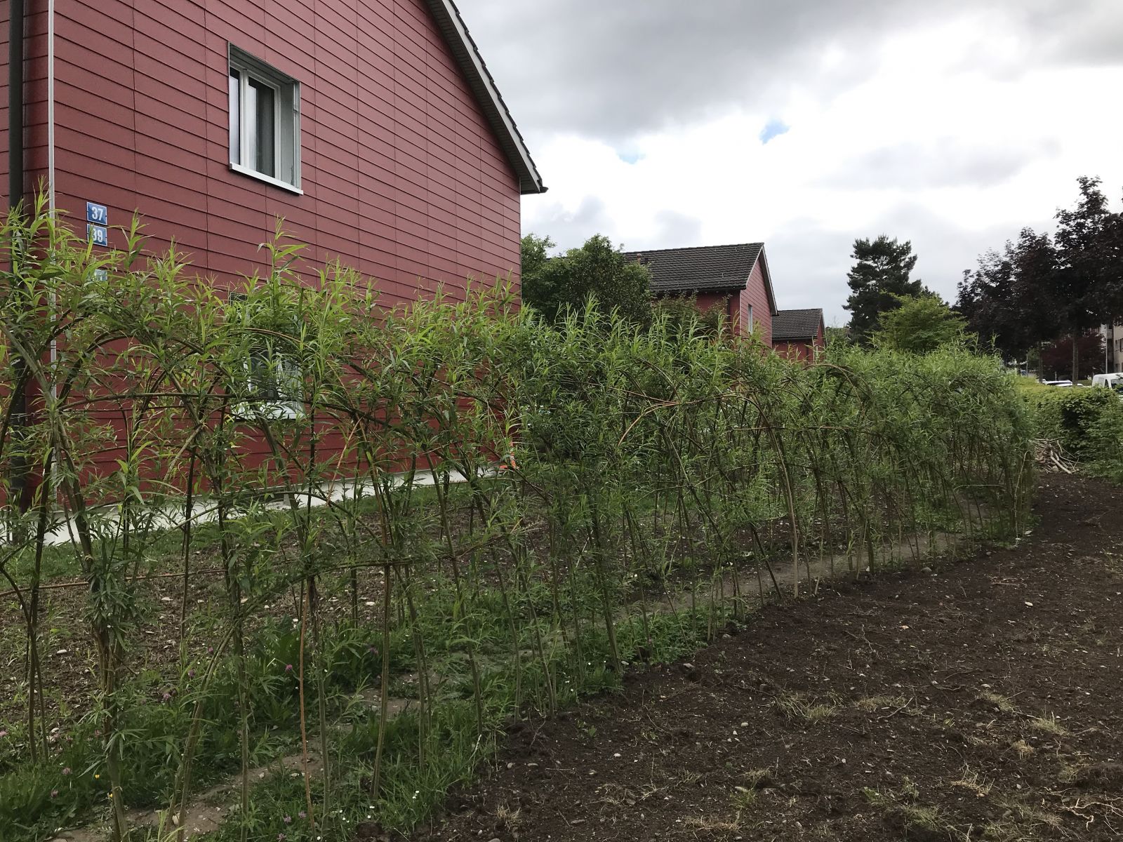 Weidenobjekt Nadine Rogger Gartenprojekte