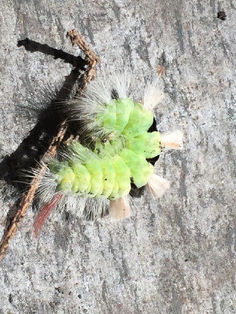 Schmetterlingsraupe Nadine Rogger Gartenprojekte